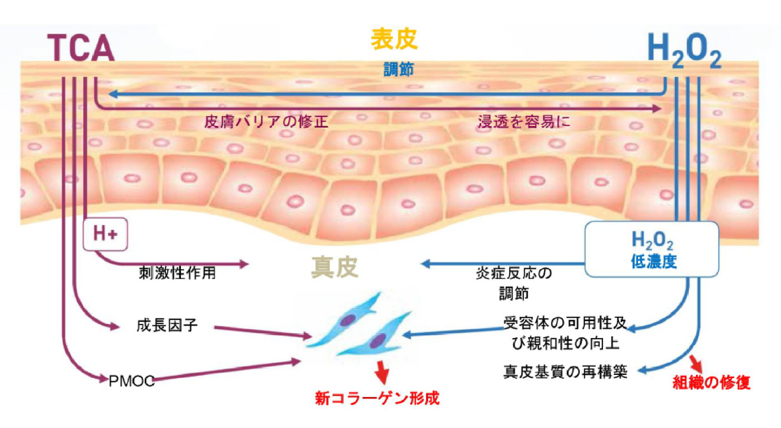 massagepeelの働き